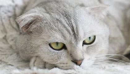 开云网页-球队比拼：哪些球队将成为季后赛最大黑马？，季后赛球员排名