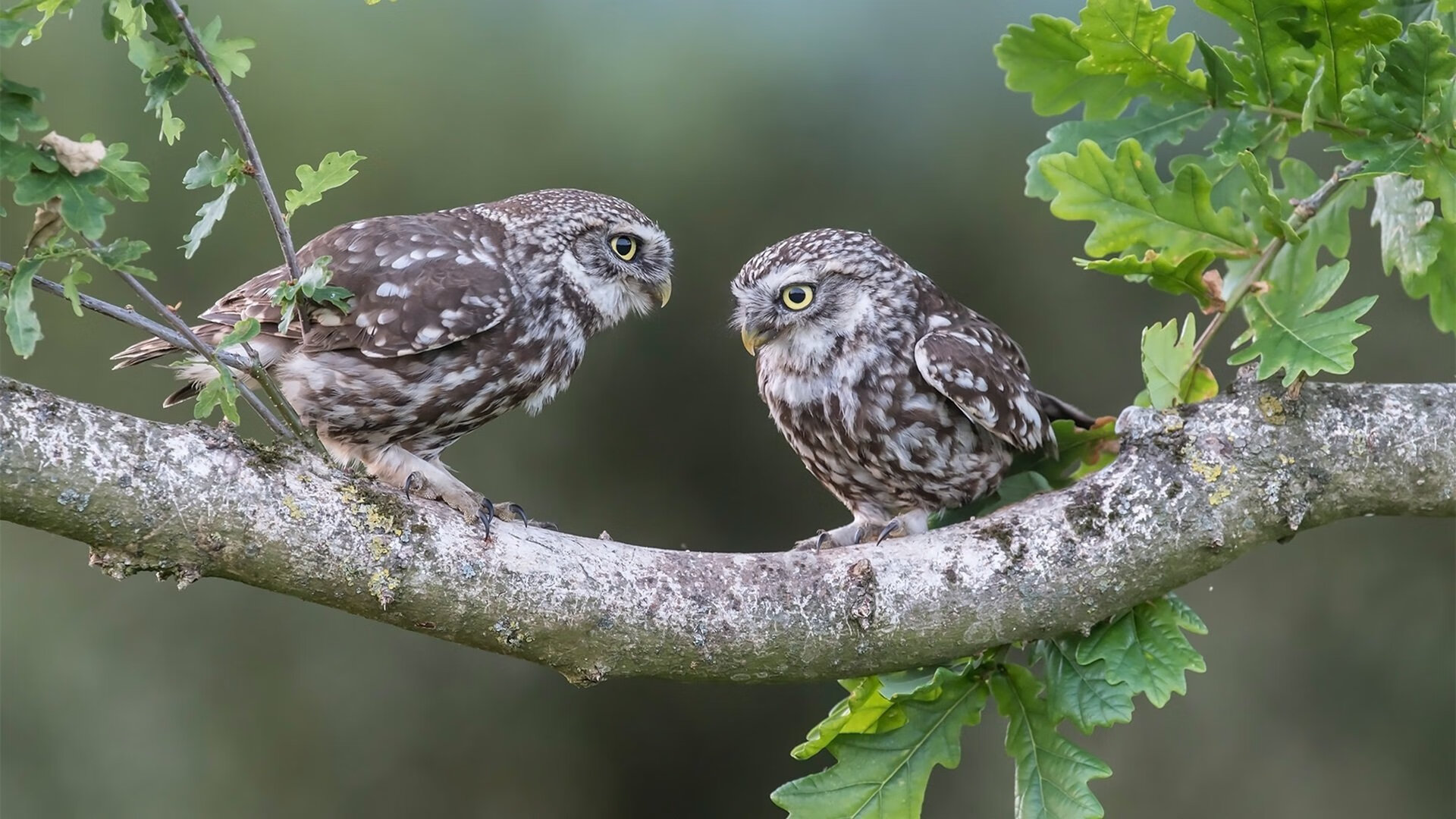 开云中国-克罗地亚队在巴黎奥运会手球比赛中表现出色,晋级决赛,克罗地亚国家队赞助