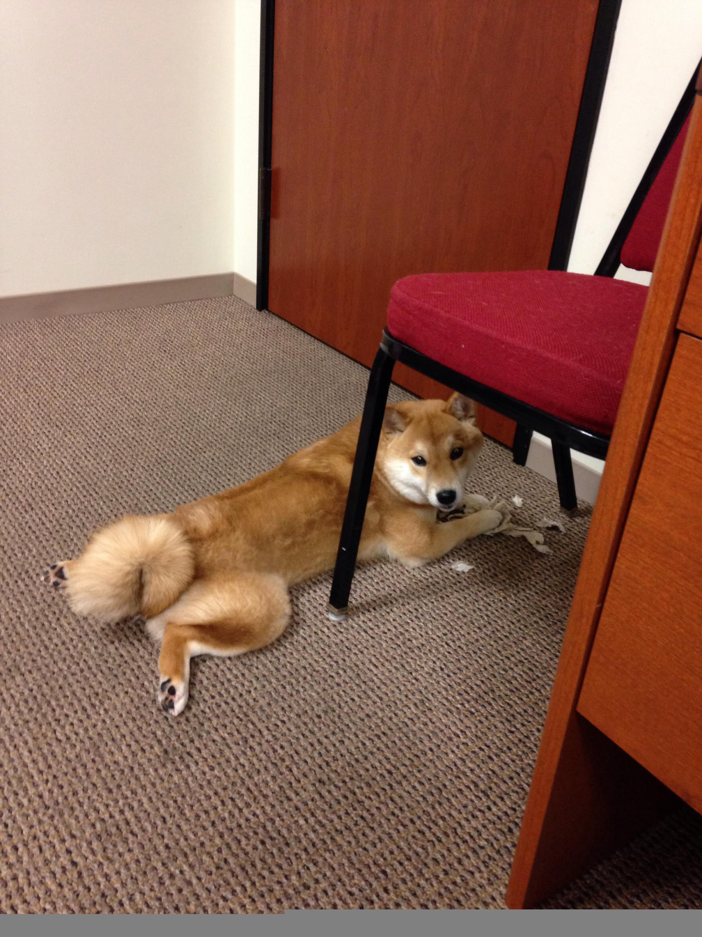 开云入口-历史性突破！第一位亚洲女车手登上领奖台，亚洲女赛车手