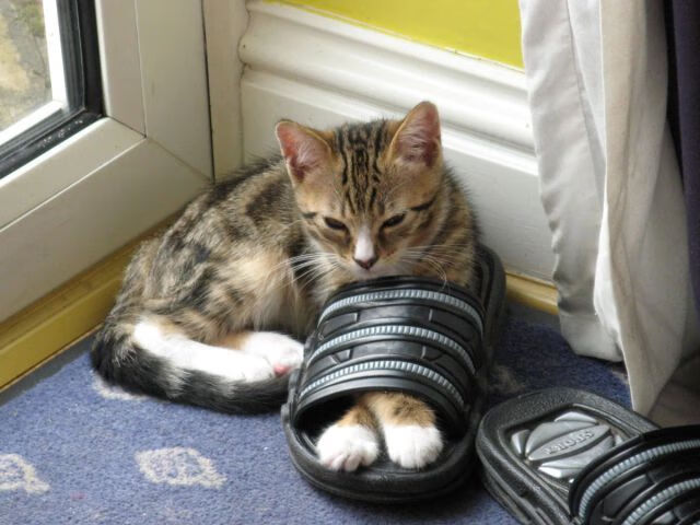 开云入口-未来策略:联盟全球化、多元化新布局,多元化体系联盟中的联盟国家以坚持自卫立场的关系出现