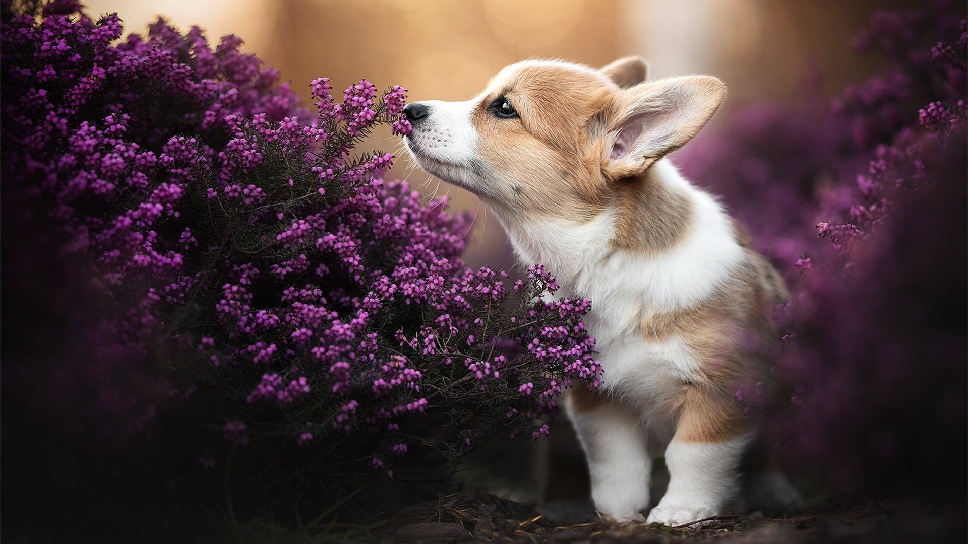 kaiyun开云·官方网站-英超争夺激烈,精彩进球和神级扑救不断上演,英超进球集锦视频