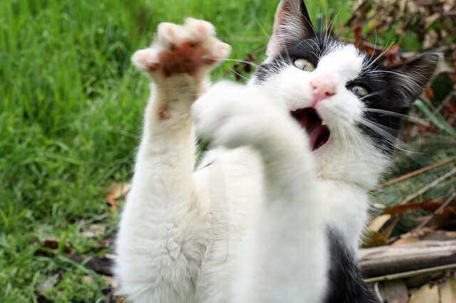 kaiyun官方入口登录-北京首钢季后赛晋级形势严峻，北京首钢季后赛12人名单