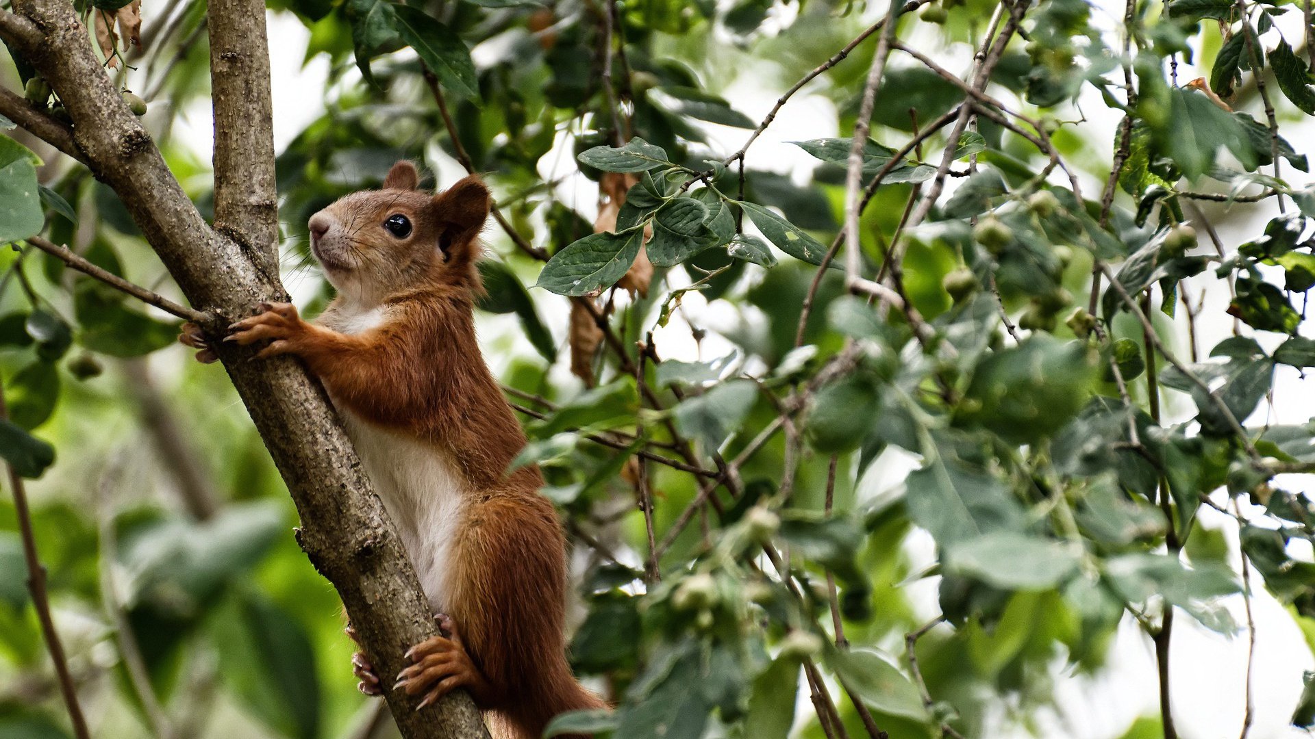 开云网页版登录入口-拉齐奥在最新一场意甲比赛获得胜利，意甲拉齐奥独家赞助商