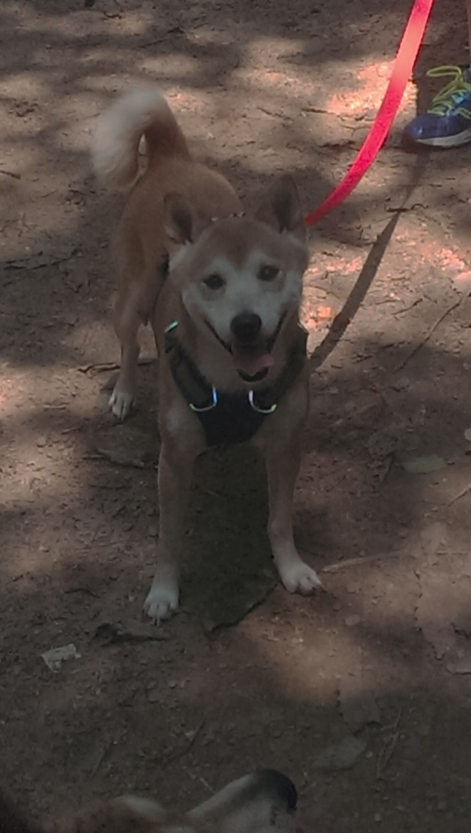 kaiyun官方入口登录-瑞士惊险战胜土耳其,保留欧锦赛出线希望,欧洲杯瑞士vs土耳其谁是主场