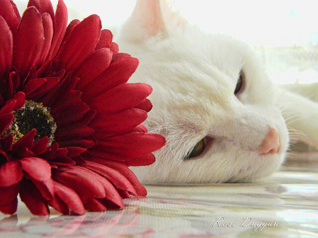 开云官方网站-雷霆核心球员恢复训练,备战即将到来的大战,现雷霆队员