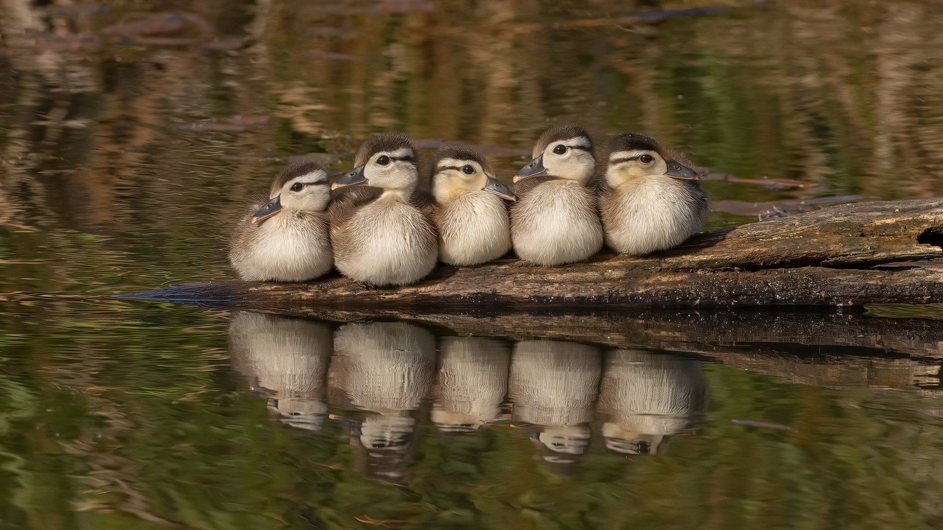 开云·Kaiyun网页版-俱乐部青训机制不完善，青训俱乐部培训协议