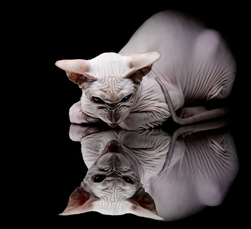 详细阅读:开云·体育官网-中国女排迎战巴西争夺四强席位,中国女排_巴西 开云·体育官网-中国女排迎战巴西争夺四强席位,中国女排_巴西