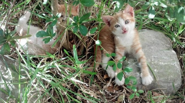 kaiyun开云·官方网站-哈登数据爆表快船终结连败，哈登打快船数据