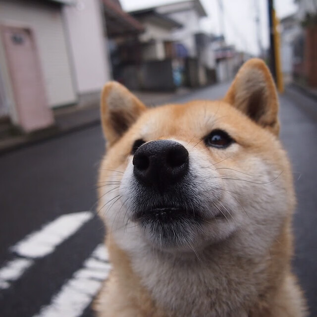 开云网页版登录入口-卢森堡男篮在欧洲预赛中精彩表现，期待奥运出线